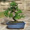 Ulmus Parvifolia Seeds Lacebark Elm Drought Tolerant Low Maintenance Deciduous Tree Ornamental Showy Rock Garden Patio Bed Container Outdoor 50Pcs Tree Seeds by YEGAOL Garden