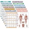14 Pack - Exercise Poster Set: Dumbbell, Suspension, Kettlebell, Resistance Bands, Stretching, Muscular, Medicine Ball, Battle Rope, Bodyweight, Barbell, Yoga, Exercise Ball (LAMINATED, 18" x 24")