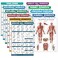 11 Pack - Exercise Poster Set: Dumbbell, Suspension, Kettlebell, Resistance Bands, Stretching, Bodyweight, Barbell, Yoga, Exercise Ball, Muscular System, Medicine Ball (LAMINATED, 18" x 24")
