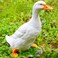 coolboy Real Duck Figurine,Animal Resin Statue Indoor Resin Duck Statue,Duck Garden Decoration Outdoor Statue Resin Animal Ornament Duck Statue