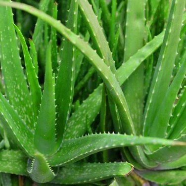 QAUZUY GARDEN 100 Aloe Vera Seeds Pot Easy-Care houseplant for Beginner Gardeners.