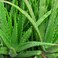QAUZUY GARDEN 100 Aloe Vera Seeds Pot Easy-Care houseplant for Beginner Gardeners.