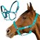 Prairie Horse Supply Nylon Horse Halter, Turquoise - 1 Inch Wide, Horse Halter Adjustable, Horse Harness, Pony Halter, Horse Equipment and Supplies - Ideal for Equestrian Use