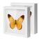 QDSSDECO 10"x10" Shadow Boxes Display Cases with Soft Linen Back Deep Wood Glass 3D Shadow Box Set for Wall and Tabletop Baby Sports, 2 Pack White