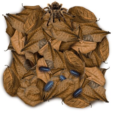 SunGrow 50 Pack Leaf Litter for Spider, Cricket &amp; Isopod, Mini Catappa Dried Indian Almond Leaves, for Vivarium, Terrarium &amp; Aquarium, Mimics Familiar Habitat &amp; Perfect Hiding Spot, Terrarium Decor