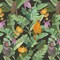 GaliGali Peel and Stick Wallpaper, Green Leaves Wall Paper, Monkey on Banana Tree Self Adhesive Wallpaper, Jungle Removable Contact Paper for Bedroom Cabinets Decor Vinyl 17.3&quot;x78.7&quot; NO.A01037D-2