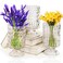 Goaste 3 Pack Embossed Big Base Vase, 7" Crystal Glass Vase, Hydroponic Green Plant Vase, Transparent Flower Vase with Ribbed Pattern for Wedding, Dining Table Centerpieces, Home Decor, Office, Party