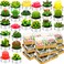 Lounsweer 72 Pcs Cactus Tealight Candles Artificial Succulents Tealight Candles Handmade Delicate Candles for Birthday Baby Shower Wedding Spa Party Favors Gifts Home Decor