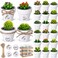 MTLEE Cactus Candle Planter, 18 Pcs Paraffin Wax Succulent Tealight Candles with Mini White Terracotta Clay Pots, for Party Favor, Fiesta, Birthday, Wedding Decor, Indoor, 1.57x1.57 inches