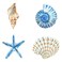 Yookeer 4 Pcs Beach Wall Decor Seashell Starfish Bathroom Decor Rustic Ocean Coastal Summer Themed Wall Art Gifts for Living Room Bathroom Bedroom(Small)
