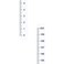 uxcell Adhesive Backed Tape Measure 200cm Vertical Read Measuring Tape Stick on Workbench Ruler (White)