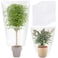 6 Pcs Plant Covers Freeze Protection Winter Plant Film Cover Plastic Clear Plant Shelter Bags Waterproof Frost Cloth for Outdoor Plants Greenhouse Garden Rain Frost Protection (27.6 x 43.3 Inch)