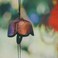 Oavand Japanese Traditional Lucky Small Wind Chimes for Outside, Iwachu Cast Iron Bless Temple Wind Bell Memorial and Sympathy Wind Chimes Indoor Garden Bell, Patio, Balcony (Plum bossom