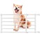 Short Dog Gate Expandable Dog Gate 22"-39.37" to Step Over,Pressure Mount Small Pet Gate,Low Pet Gate-Adjustable,Puppy Gate Indoor for Doorway,Stairs (White, M)