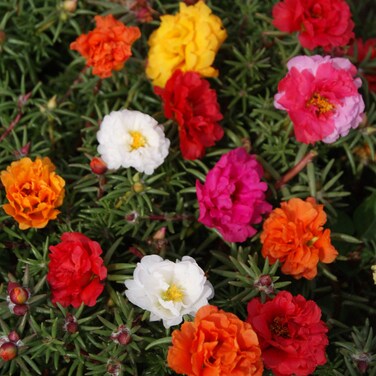 Outsidepride 5000 Seeds Annual Portulaca Moss Rose Ground Cover Seed Mix for Planting