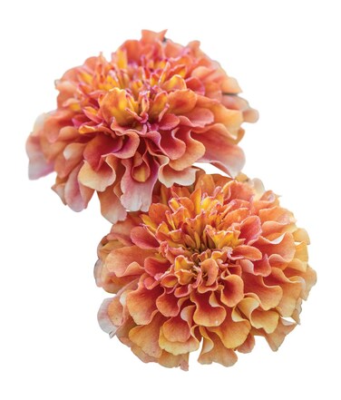 Burpee Strawberry Blonde Marigold Seeds 50 seeds