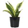 Altman Plants, Live Snake Plant, Sansevieria trifasciata Superba, Fully Rooted Indoor House Plant in Pot, Mother in Law Tongue Sansevieria Plant, Potted Succulent Plant, Houseplant in Potting Soil