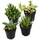 Altman Plants, Assorted Succulents Plants Live Houseplants (4PK), Succulent Plants Home Office Plants Live Indoor Plants, Live Plants Indoor House Plants, Easy Care Plants, Desk Plants, Kitchen Plants