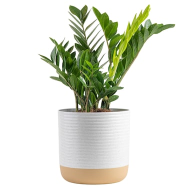 Costa Farms ZZ Live Indoor Tabletop Plant in 6-Inch Grower Pot