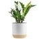 Costa Farms ZZ Live Indoor Tabletop Plant in 6-Inch Grower Pot