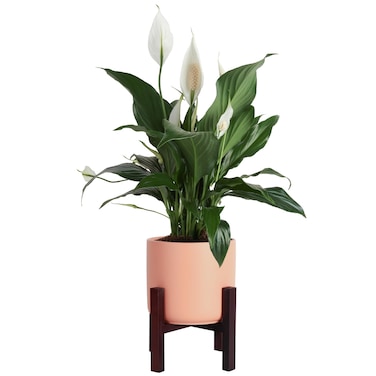 Costa Farms Premium Live Indoor Peace Lily Spathiphyllum, Marble Ceramic Decorator Pot 15-Inches Tall, Shipped Fresh from Our Farm