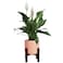 Costa Farms Premium Live Indoor Peace Lily Spathiphyllum, Marble Ceramic Decorator Pot 15-Inches Tall, Shipped Fresh from Our Farm