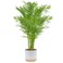 Costa Farms Cat Palm, Live Indoor Houseplant in Garden Plant Pot, Floor House Plant Potted in Potting Soil, Housewarming Gift for New Home, Living Room, Office, Patio Palm Tree Decor, 3-4 Feet Tall