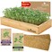 Self Watering Microgreens Growing Kit. Hands Down the Easiest Way to Grow Microgreens. Includes Microgreens Tray, Seeds, Mats, and Bamboo Surround. No Soil Needed. Easy Setup. (Salad &amp; Broccoli)