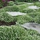 Outsidepride Irish Moss Ground Cover Seeds - 10000 Pcs Perennial Low Growing, Mat-Forming Lawn Alternative, Outdoor Ground Cover Seeds with Shade Tolerance, Ideal for Pathways and Rock Gardens