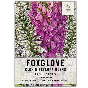 Seed Needs, Mixed Gloxiniaeflora Foxglove Seeds for Planting - Heirloom &amp; Open Pollinated Biennial Flowers - Perfect for Butterfly Gardens &amp; Insectaries (1 Pack)