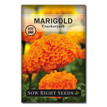 Sow Right Seeds Crackerjack African Marigold Seeds for Planting - Non-GMO Heirloom Seed Packet with Instructions - Companion Plant - Orange &amp; Yellow Blooms Attract Pollinators, Deter Mosquitoes (1)