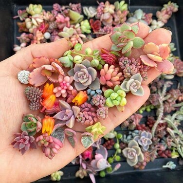 DouxiE 200pcs Rare Mixed Mini Succulents Seeds for Bonsai &amp; Ornamental Plants - Grow Your Stunning Garden