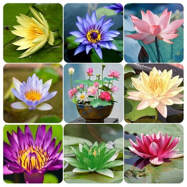 60 Pcs Mix Bonsai Bowl Lotus Seeds, Water Lilys Flower Plant, Lotus Seeds for Planting Water Features Seeds Non-GMO Fresh Garden Seeds