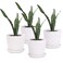 sietpoek Plant Pots - 5.5 Inch Cylinder Ceramic Planters with Connected Saucer, Pots for Succuelnt and Little Snake Plants, Set of 4, White