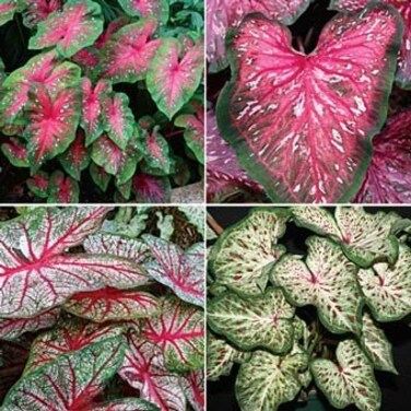 Caladium Tropical Mix(12 Bulbs) Rich red Foliage with Contrasting Green Borders