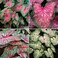 Caladium Tropical Mix(12 Bulbs) Rich red Foliage with Contrasting Green Borders