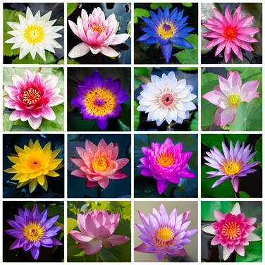 Breoudo 60Pcs Lotus Seeds for Planting in Water Non-GMO Lotus Flower Seeds High Germination Rate Bowl Lotus Seeds Water Lily Seeds for Planting Home, Garden, Indoor, Outdoor