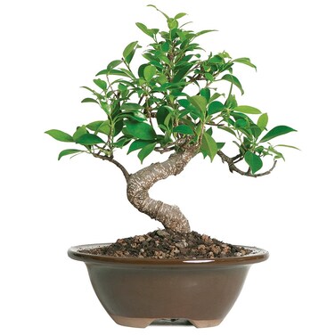 Brussel's Bonsai Live Golden Gate Ficus Indoor Bonsai Tree - Small, 4 Years, 5 to 8 In - Live Bonsai Tree in Ceramic Bonsai Pot