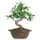 Brussel's Bonsai Live Golden Gate Ficus Indoor Bonsai Tree - Small, 4 Years, 5 to 8 In - Live Bonsai Tree in Ceramic Bonsai Pot