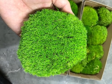 Prefleur Preserved Pole Moss Pillow Bun Cushion Natural Green Decorative Real Natural Green DIY Kit Terrariums Gardenning Art Wall Decor Florist Decor Easter Table Wedding(1.5 sq.ft, Green-B)