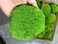 Prefleur Preserved Pole Moss Pillow Bun Cushion Natural Green Decorative Real Natural Green DIY Kit Terrariums Gardenning Art Wall Decor Florist Decor Easter Table Wedding(1.5 sq.ft, Green-B)