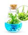 Venus Fly Trap, Grow Your Own Venus Flytrap in a 100% Self Sustaining Glass Terrarium, Maintenance Free, Easy to Grow, Healthy Growth Guarantee