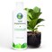 Houseplant Resource Center - Root Supplement, Liquid Root Stimulator - for Fiddle Leaf Fig &amp; Indoor Plants - Propagation Promoter, Root Rot Treatment - Food for Healthy Roots, Stems, &amp; Leaves - 8 Oz