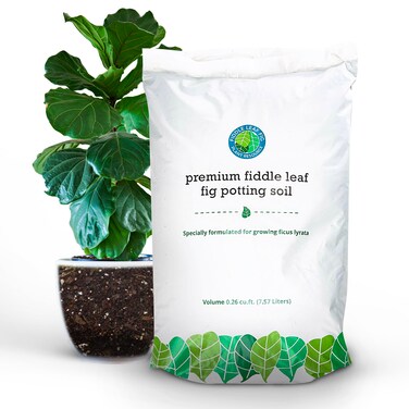 Fiddle Leaf Fig Potting Soil Mix by Fiddle Leaf Fig Plant Resource   Premium Organic Soil with Enhanced Drainage for Fast Growth and Healthy Roots (Large Bag)