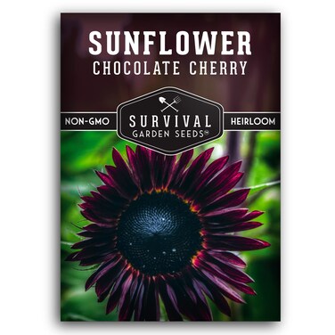 Survival Garden Seeds Chocolate Cherry Sunflower Seed for Planting - Pack with Instructions to Plant &amp; Grow Burgundy Sunflowers in Your Vegetable &amp; Flower Garden - Easy-to-Grow Heirloom Variety (1)