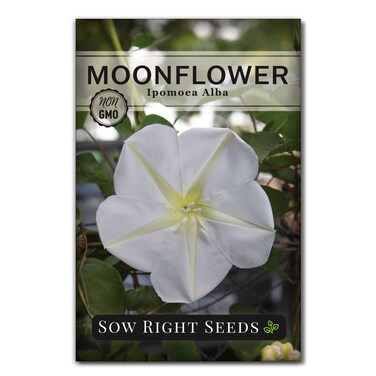 Sow Right Seeds - Moonflower (Ipomoea alba) Flower Seeds for Planting - Beautiful Flowers to Plant in Your Home Garden - Non-GMO Heirloom Seeds - Tall Annual Great for Cut Flowers - Wonderful Gift (1)
