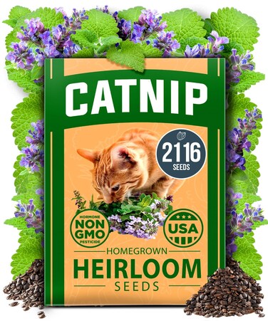 HOME GROWN Catnip Seeds (Bulk Pack) Non-GMO Heirloom Herb Seeds - Indoor or Outdoor Seed - High-Germination Cat Nip - Cat Safe Plants (Nepeta cataria)