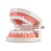 Dental Adult Standard Teeth Model, Typodont Demonstration Denture Model Mouth Teeth Model Dental Supplies for Kids, Dentist Students, Patient, Teaching, Studying, Displaying, Educating