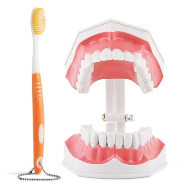 Annhua Large Dental Teeth Model with Denture Toothbrush, 2 Times Brushing Tooth Model Teaching Tools with Removable Lower Teeth for Kids, Dental Students, Educators