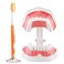 Annhua Large Dental Teeth Model with Denture Toothbrush, 2 Times Brushing Tooth Model Teaching Tools with Removable Lower Teeth for Kids, Dental Students, Educators